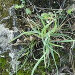 Allium senescens Habit