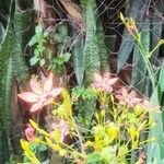 Iris domestica പുഷ്പം