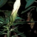 Turnera ulmifolia Fleur