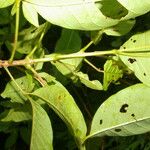 Vitex cooperi Yaprak