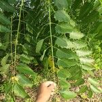 Ailanthus excelsa Blad