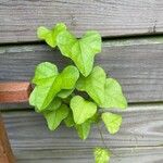 Cocculus carolinus Blad