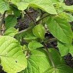 Physalis pruinosa Hábito