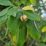 Euonymus fortunei Fruit