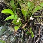 Limonium carolinianum List