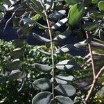 Sophora tomentosa Leaf