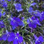 Lobelia erinus Sonstige