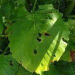 Cardiocrinum giganteum Hoja
