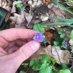 Viola × melissifolia Flower