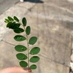 Phyllanthus niruri 葉