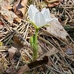 Rubus chamaemorus Συνήθη χαρακτηριστικά