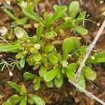 Gisekia pharnaceoides Flower