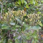 Syzygium multipetalum Habit