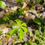 Medeola virginiana List