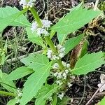 Lycopus uniflorus Leaf