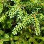 Picea mariana Blatt