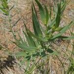 Lithospermum ruderale Blatt