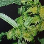 Rumex pulcher Fula