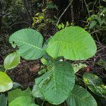 Dillenia suffruticosa Blad