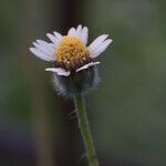 Tridax procumbens Flor