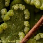 Hemionitis pteridioides অন্যান্য
