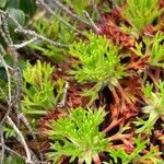 Saxifraga trifurcata Blatt