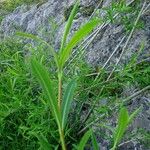 Salix purpurea Leaf