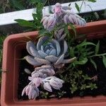 Echeveria laui Hoja
