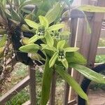 Coelogyne pandurata പുഷ്പം