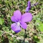 Viola bubanii ফুল