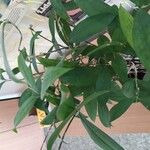 Dracaena surculosa 叶