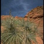 Yucca angustissima Staniste