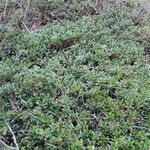 Arctostaphylos uva-ursi Лист