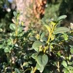 Buxus sempervirens Folha