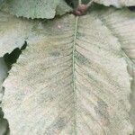 Quercus pontica Blatt