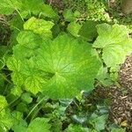 Heuchera villosa Lehti