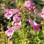 Penstemon barbatusFloare