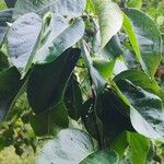 Pyrus pyrifolia Leaf