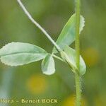 Trifolium patens Blad