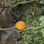 Solanum quitoense Gyümölcs