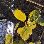 Quercus agrifolia Blatt