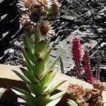 Sempervivum calcareum Bloem