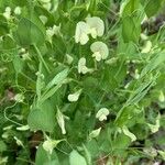 Lathyrus aphaca List