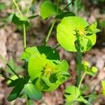 Euphorbia amygdaloides Fleur