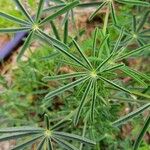 Lupinus angustifolius Levél