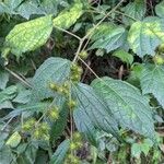Triumfetta semitriloba Hoja