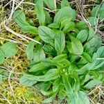 Valeriana locusta Hoja