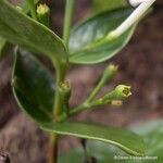 Cyclophyllum letocartiorum Corteza