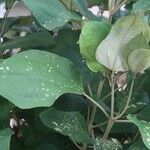 Miconia calvescens List
