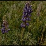 Lupinus formosus Hábito